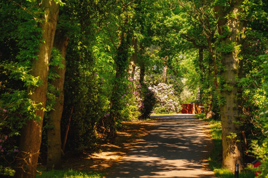 Your Personal Sanctuary in Norfolk with a footpath in a woodland area